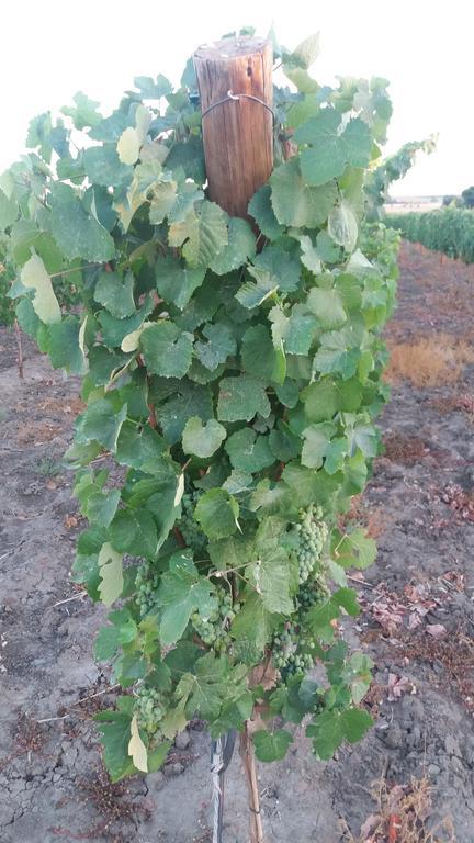 Terras - & Vinhos * Beja